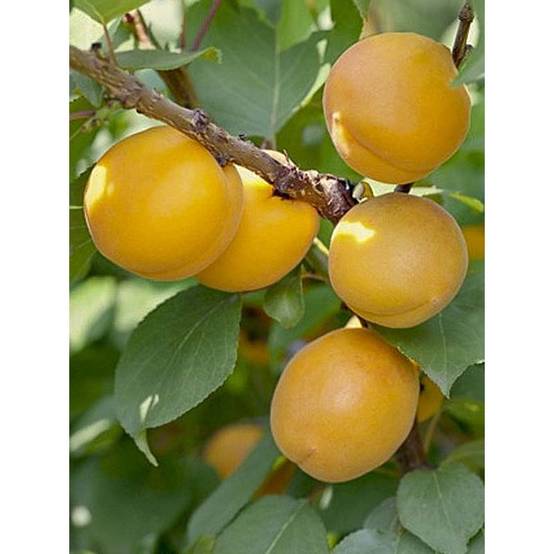 Promesse de Fleurs - Abricotier - Prunus armeniaca Bulida Pot de 7,5L/10L, Demi-Tige