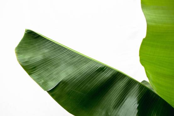 Bananier Musa 150cm - Plante d'intérieur- La Green Touch - Image 7