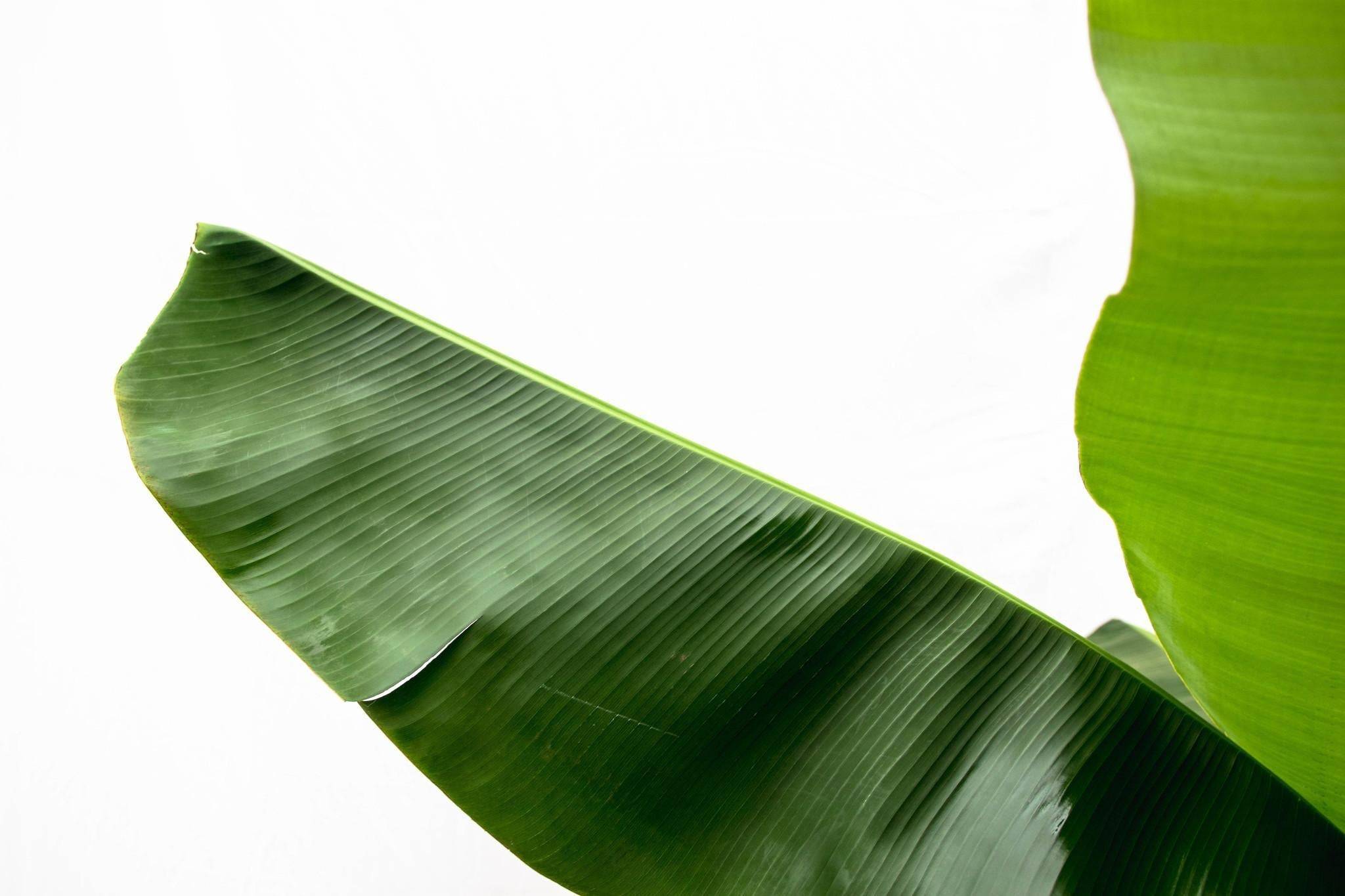 Bananier Musa 150cm - Plante d'intérieur- La Green Touch - Image 7