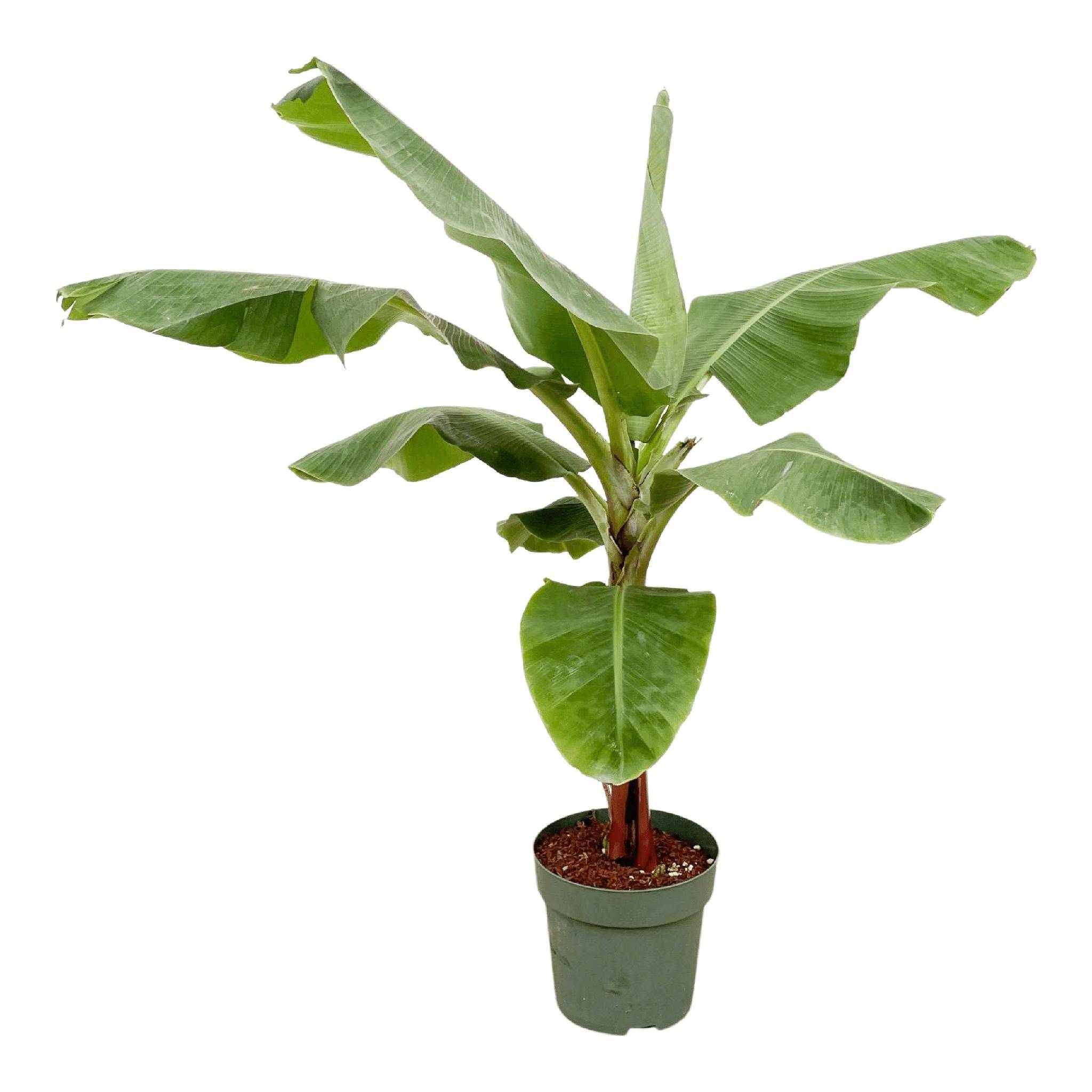 Bananier Musa 150cm - Plante d'intérieur- La Green Touch - Image 1