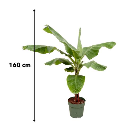 Bananier Musa 150cm - Plante d'intérieur- La Green Touch - Image 5