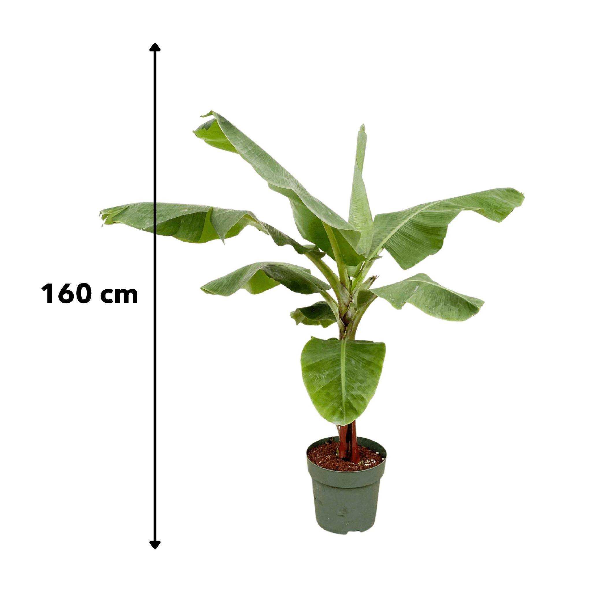 Bananier Musa 150cm - Plante d'intérieur- La Green Touch - Image 5