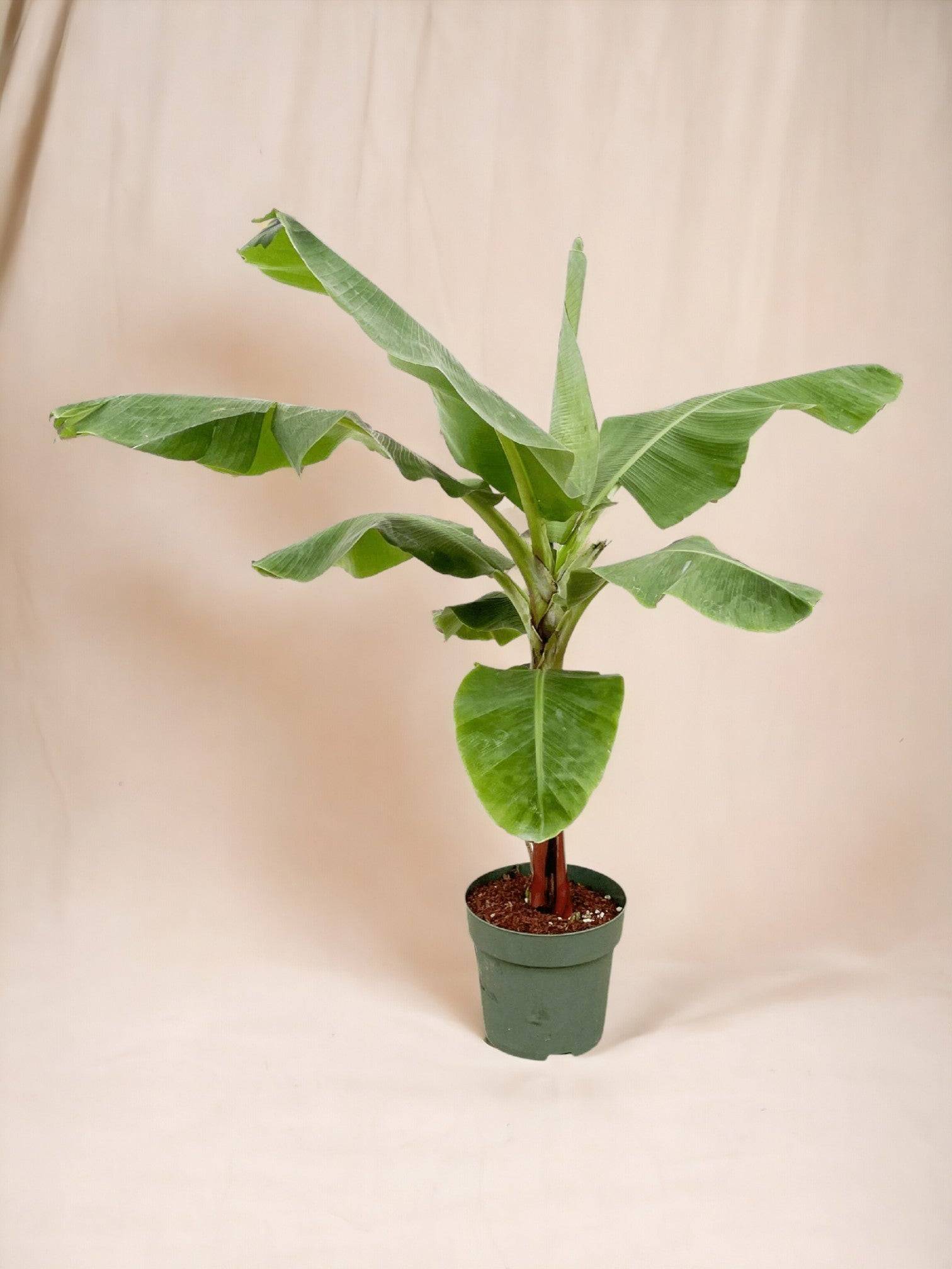 Bananier Musa 150cm - Plante d'intérieur- La Green Touch - Image 2