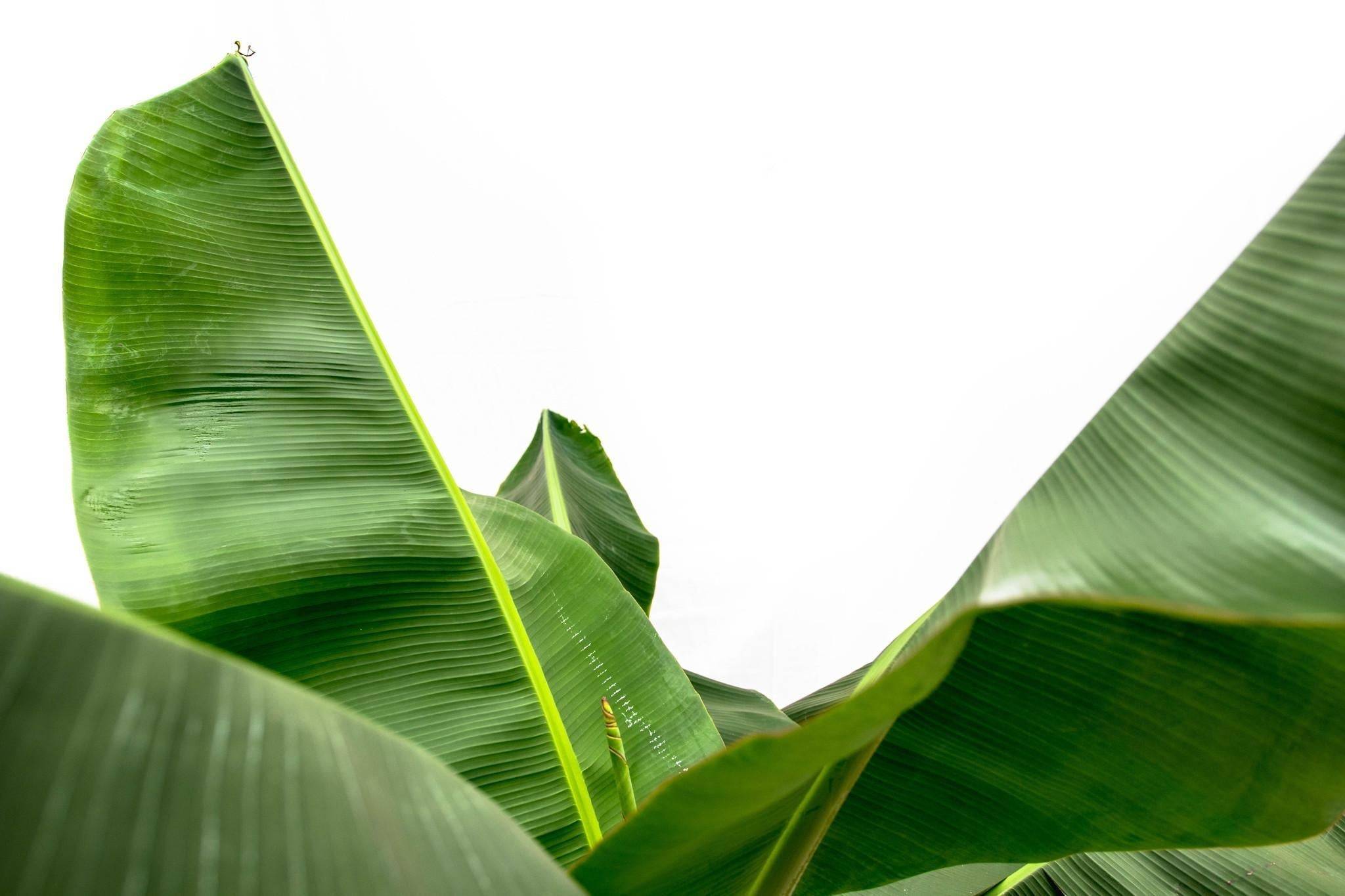 Bananier Musa 150cm - Plante d'intérieur- La Green Touch - Image 6