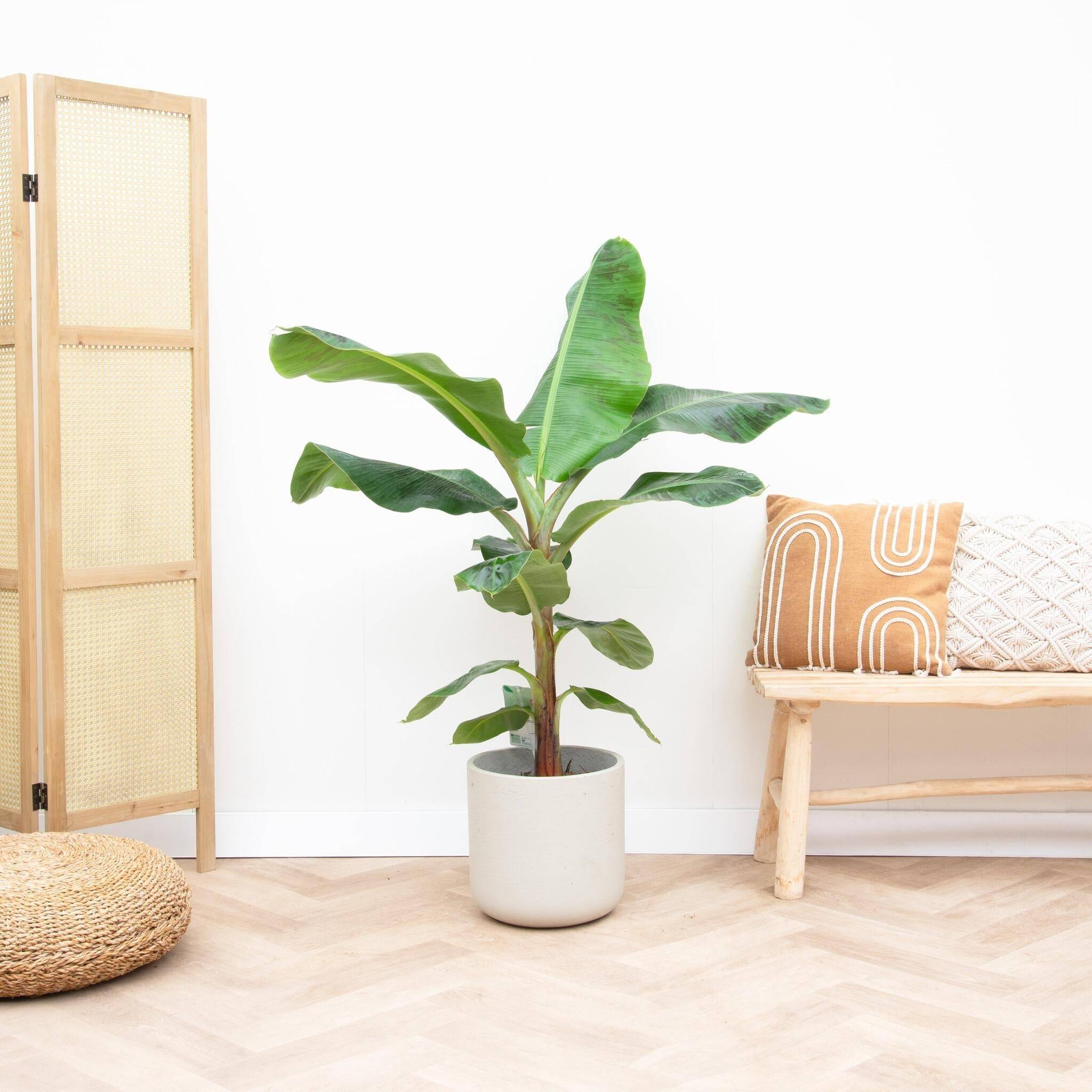 Bananier Musa 150cm - Plante d'intérieur- La Green Touch - Image 3