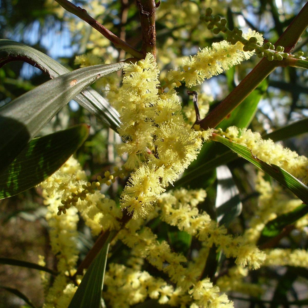 Mimosa à longues feuilles - Acacia longifolia Pot de 4L/5L