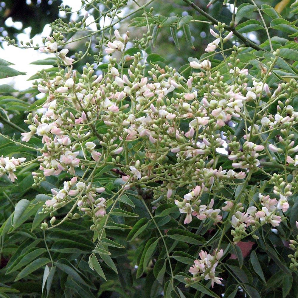 Promesse de Fleurs - Arbre des pagodes - Sophora japonica Godet de 8/9 cm