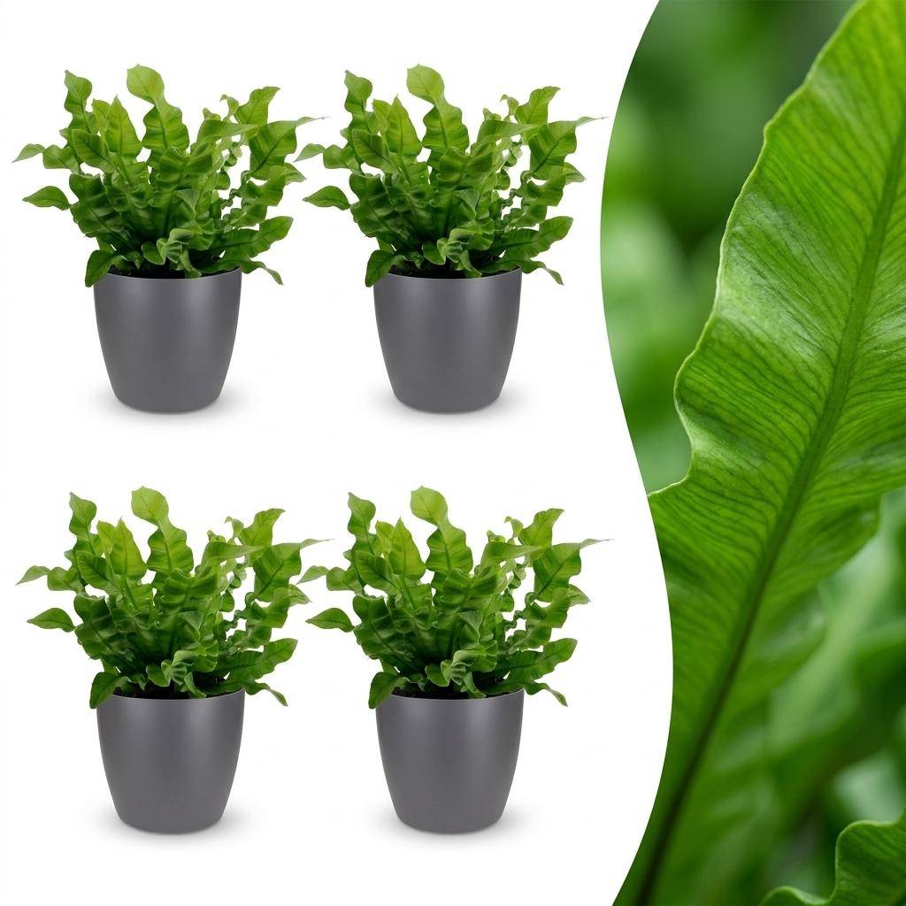 Asplenium Crispy Wave - Fougère Crispy Wave - Pot de 12cm - 4 plantes - Gris - Plantes d'intérieur