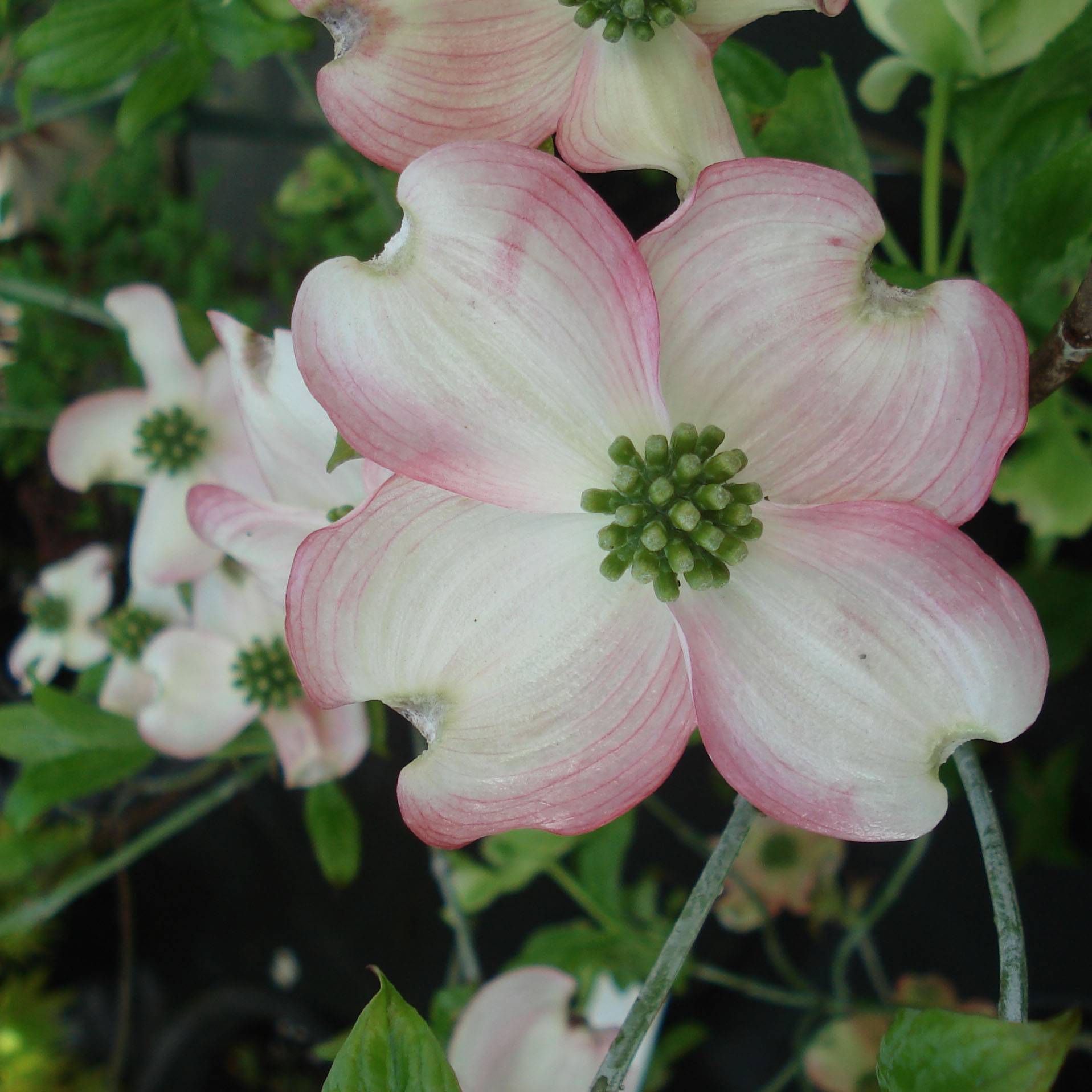Cornus florida Cherokee Chief - Cornouiller d'Amerique Pot de 7,5L/10L