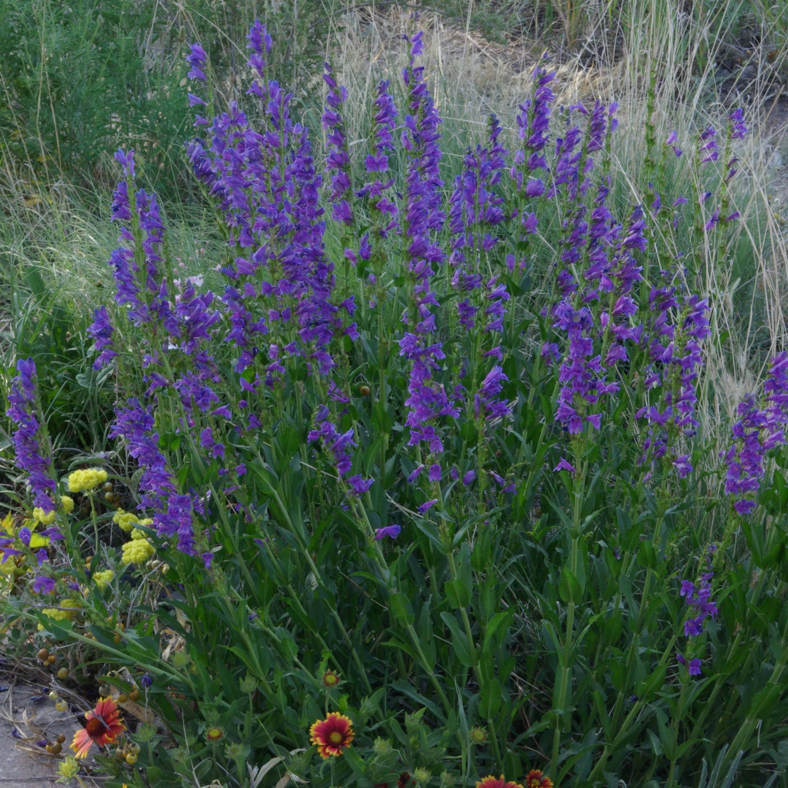 Promesse de Fleurs - Penstemon strictus - Galane Godet de 8/9 cm