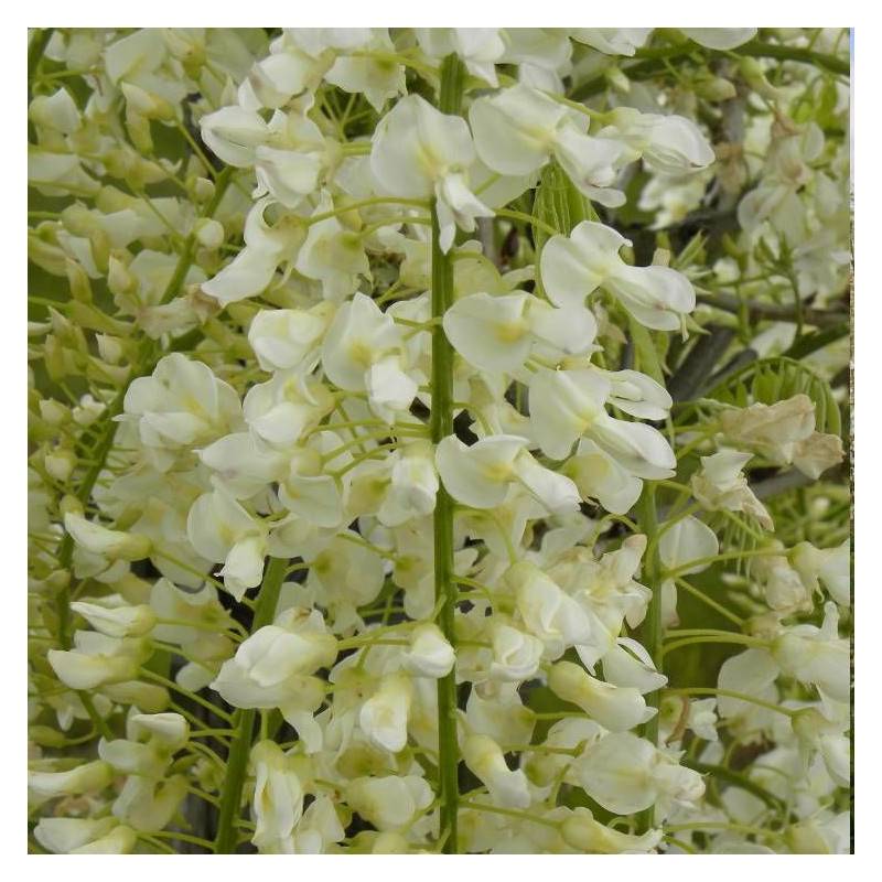 Glycine du Japon blanche à fleurs Blanche - feuillage Caduc - Godet - 5/20 cm-  hauteur à maturité De 5,00 m à 10,00 m - Imagen 6