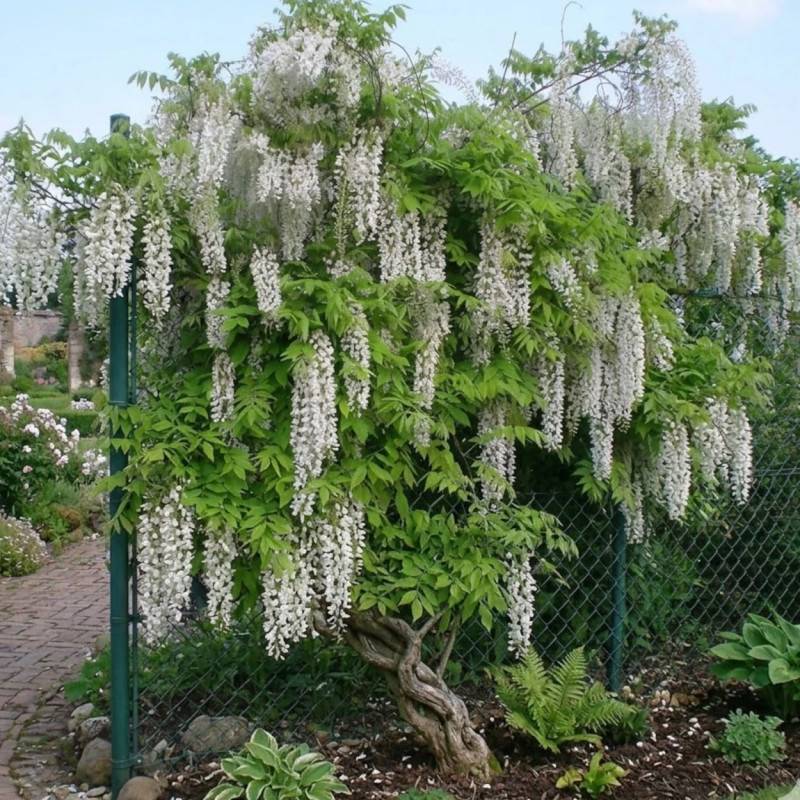 Glycine du Japon blanche à fleurs Blanche - feuillage Caduc - Godet - 5/20 cm-  hauteur à maturité De 5,00 m à 10,00 m - Imagen 3