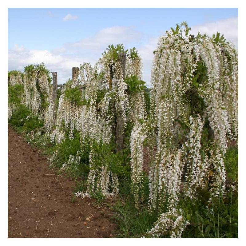 Glycine du Japon blanche à fleurs Blanche - feuillage Caduc - Godet - 5/20 cm-  hauteur à maturité De 5,00 m à 10,00 m - Imagen 5