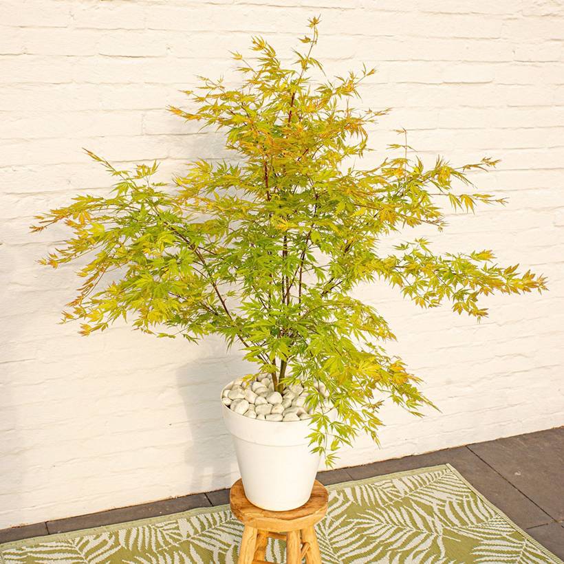 Erable du Japon - Acer palmatum Orange Lace Pot de 3L/4L