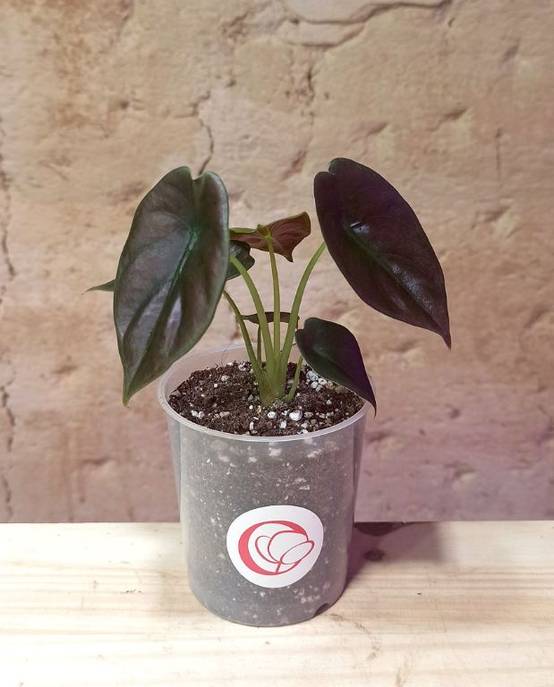 Alocasia Cuprea Red Secret Small D. 9cm H. 10cm - Plante d'intérieur - IndoorPoppies - Image 1