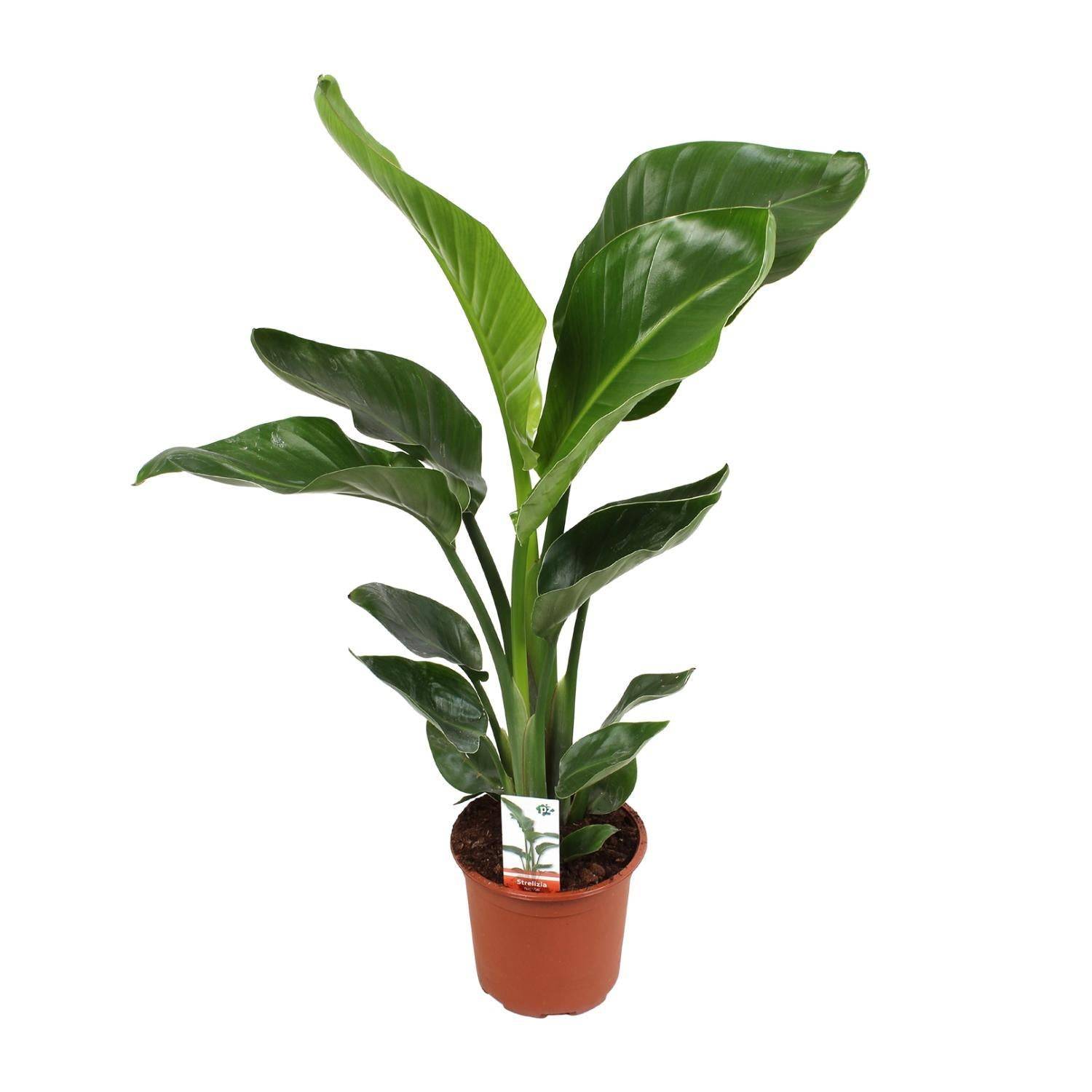 La Green Touch - Strelitzia Nicolai - D17 H70cm - Image 1