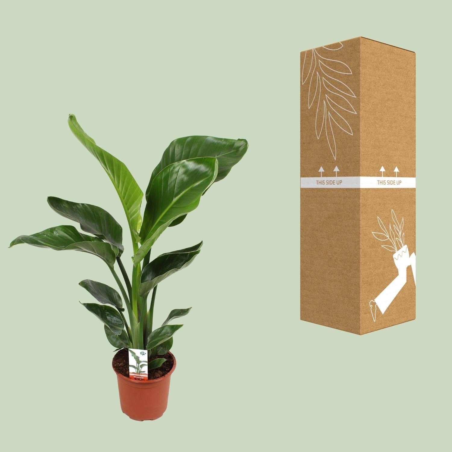 La Green Touch - Strelitzia Nicolai - D17 H70cm - Image 3