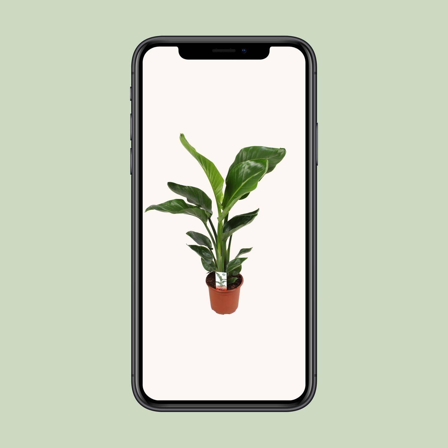 La Green Touch - Strelitzia Nicolai - D17 H70cm - Image 4