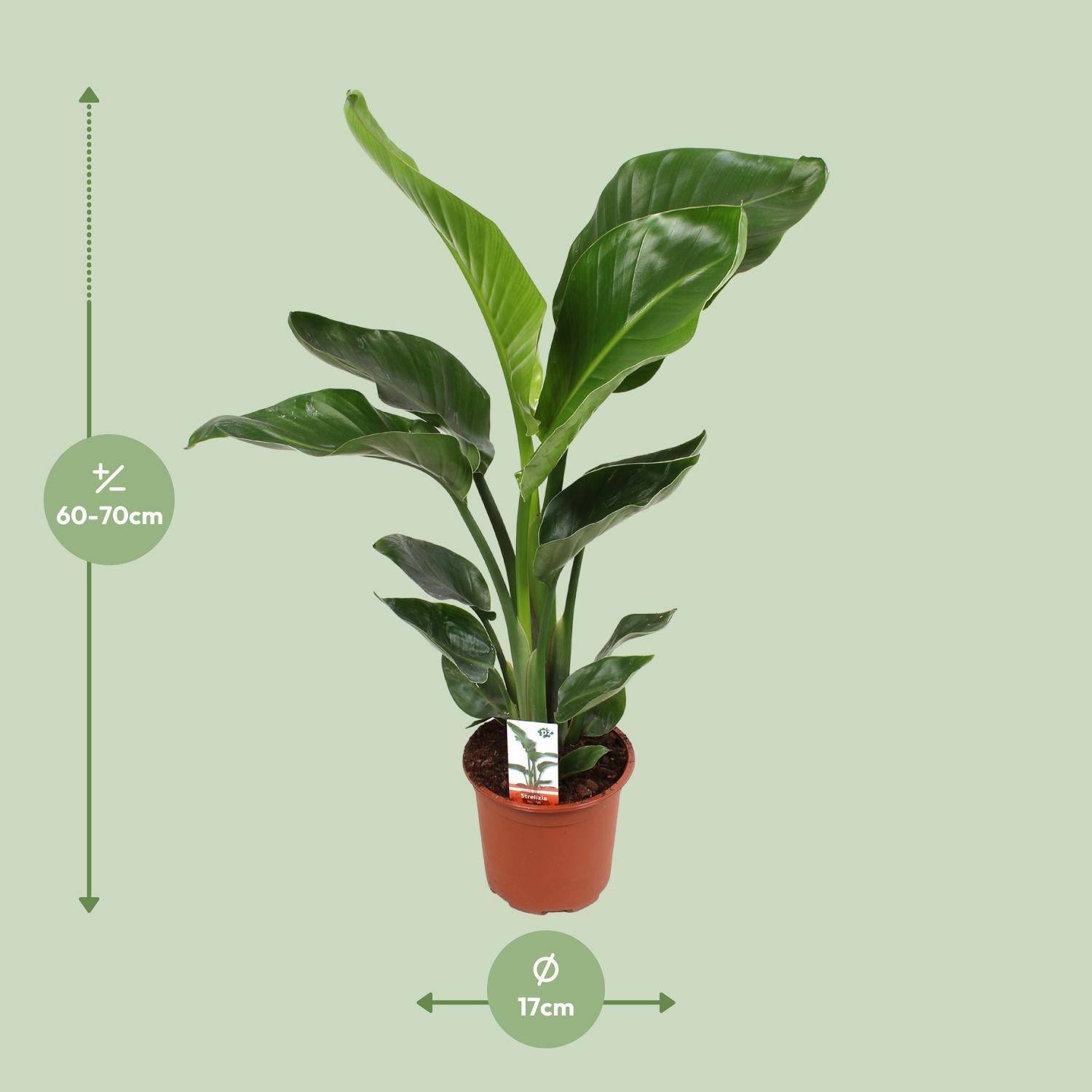 La Green Touch - Strelitzia Nicolai - D17 H70cm - Image 2