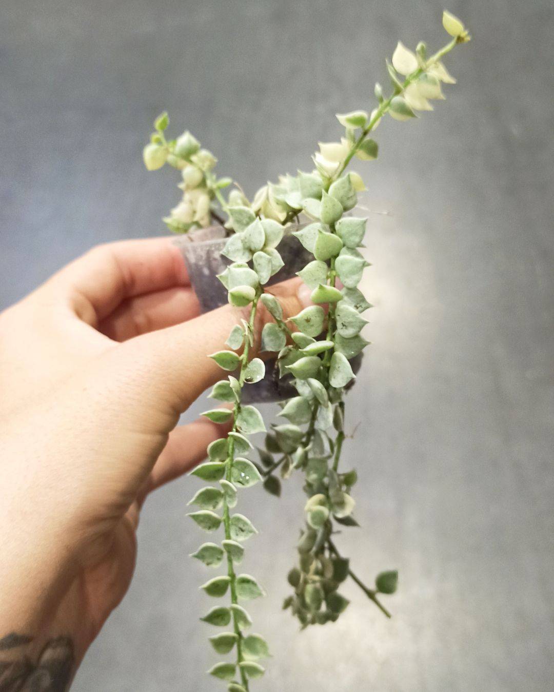 Dischidia Ruscifolia Variegata - Million Hearts Small D. 6cm H. 10cm - Plante d'intérieur - IndoorPoppies