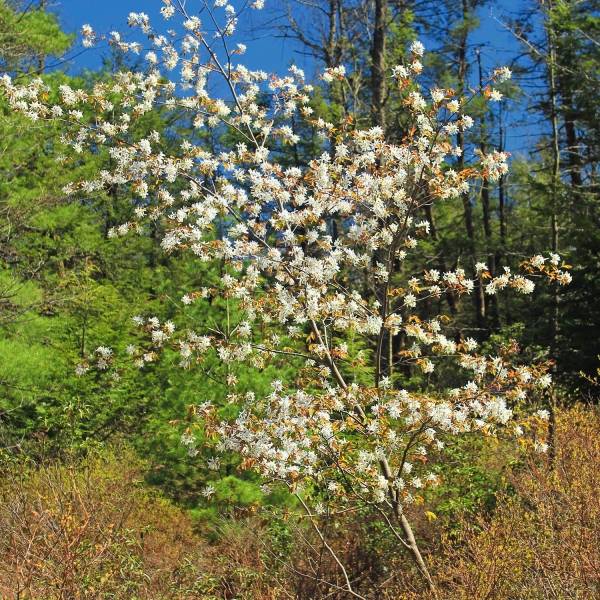 Amélanchier en épis - Amelanchier spicata Pot de 3L/4L