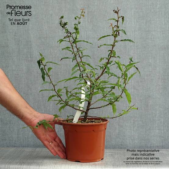 Chaenomeles cathayensis - Cognassier de Cathay Pot de 3L/4L - Image 2