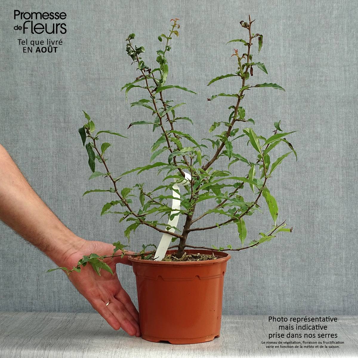 Chaenomeles cathayensis - Cognassier de Cathay Pot de 3L/4L - Image 2