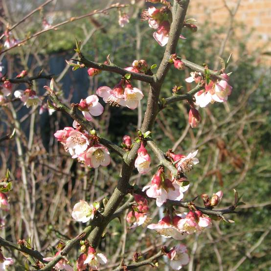 Chaenomeles cathayensis - Cognassier de Cathay Pot de 3L/4L - Image 1