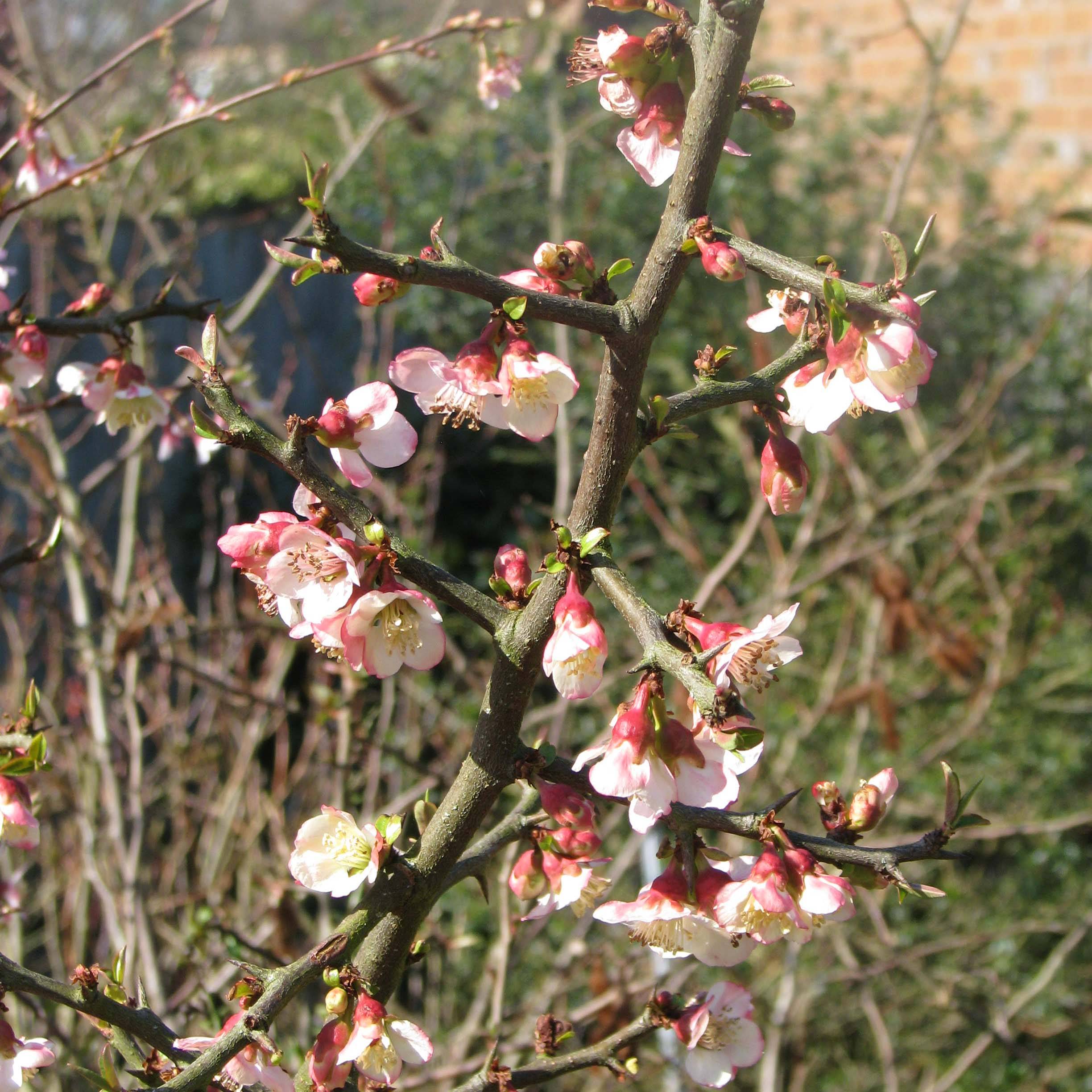 Chaenomeles cathayensis - Cognassier de Cathay Pot de 3L/4L - Image 1