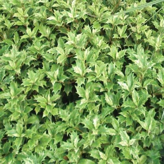 Osmanthus heterophyllus tricolor Pot de 4L/5L - Image 1