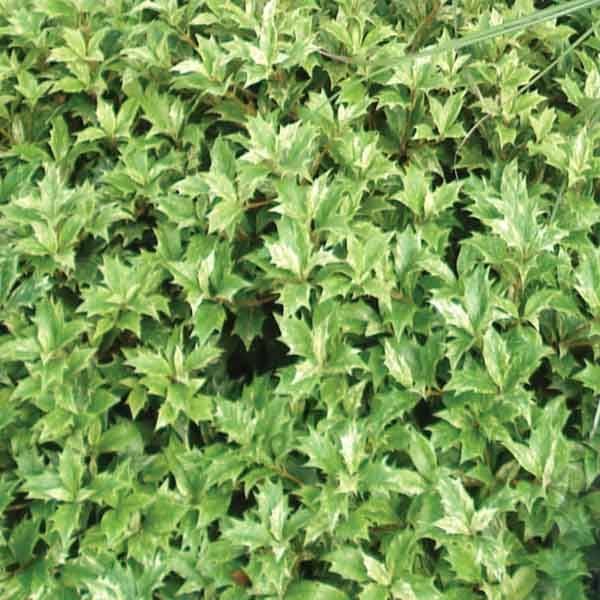 Osmanthus heterophyllus tricolor Pot de 4L/5L - Image 1