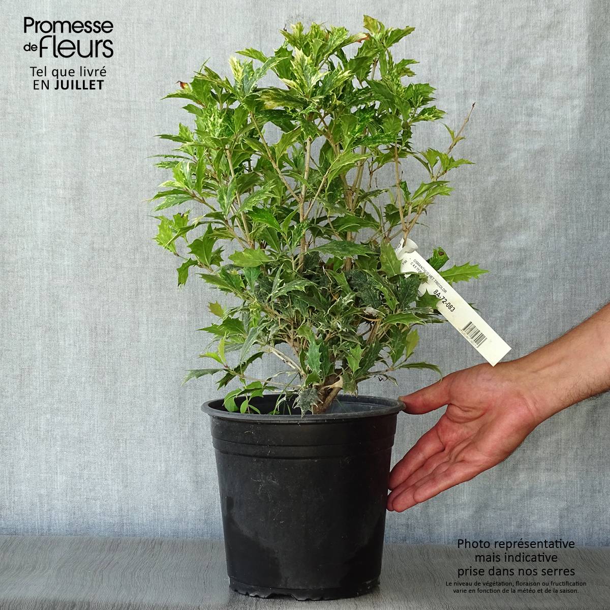 Osmanthus heterophyllus tricolor Pot de 4L/5L - Image 2