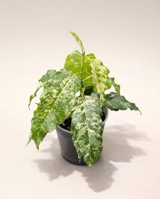 Ficus Elastica Snowstorm D. 12cm H. 25cm - Plante d'intérieur - IndoorPoppies - Image 3
