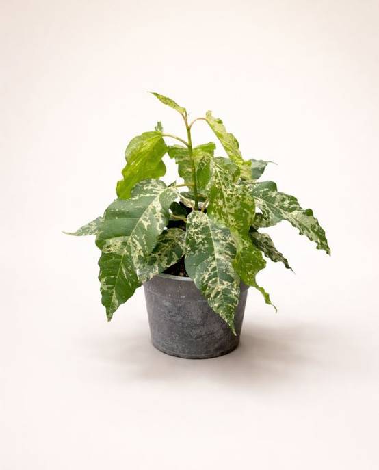 Ficus Elastica Snowstorm D. 12cm H. 25cm - Plante d'intérieur - IndoorPoppies - Image 1