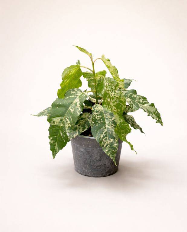 Ficus Elastica Snowstorm D. 12cm H. 25cm - Plante d'intérieur - IndoorPoppies - Image 1
