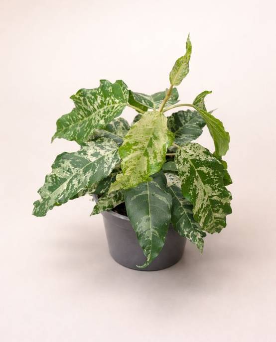 Ficus Elastica Snowstorm D. 12cm H. 25cm - Plante d'intérieur - IndoorPoppies - Image 2
