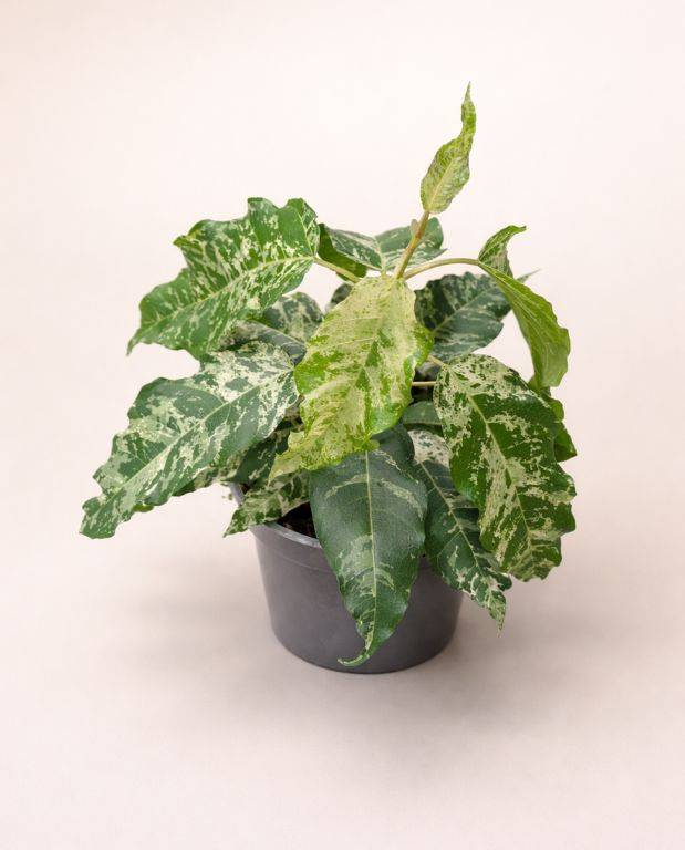Ficus Elastica Snowstorm D. 12cm H. 25cm - Plante d'intérieur - IndoorPoppies - Image 2