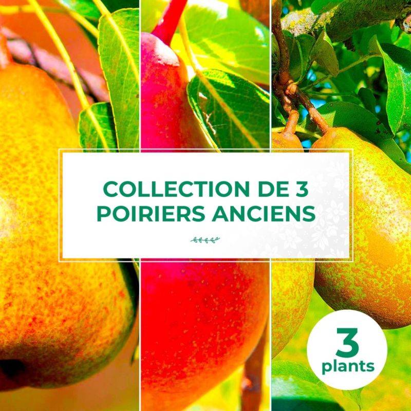 Collection 3 Poiriers Variétés Anciennes - Scion de 100cm - Pépinières Naudet - Imagen 1