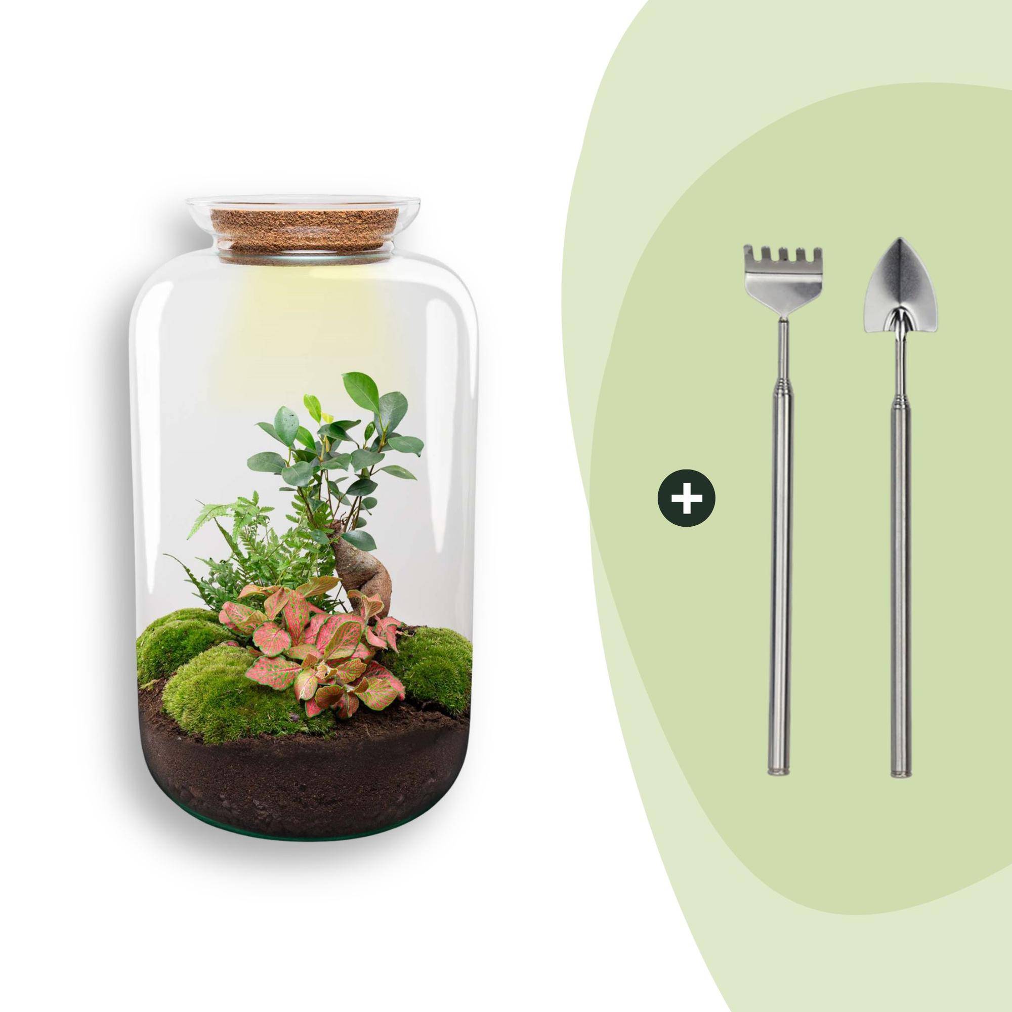 Terrarium à composer bouteille en verre recyclé - Ø23-H43cm - avec râteau et pelle - Ficus Ginseng - Terrarium DIY