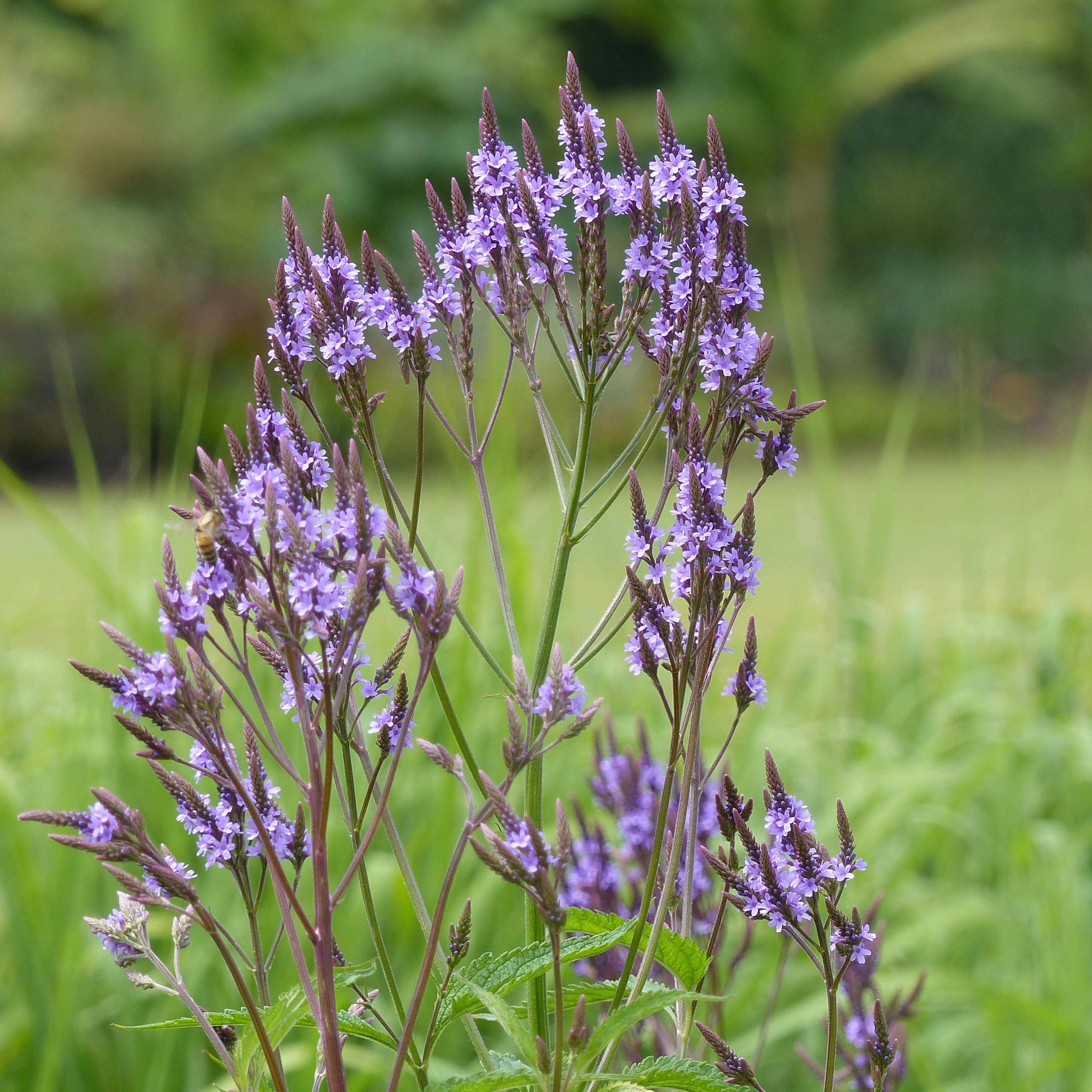 Promesse de Fleurs - Verveine - Verbena hastata Godet de 8/9 cm