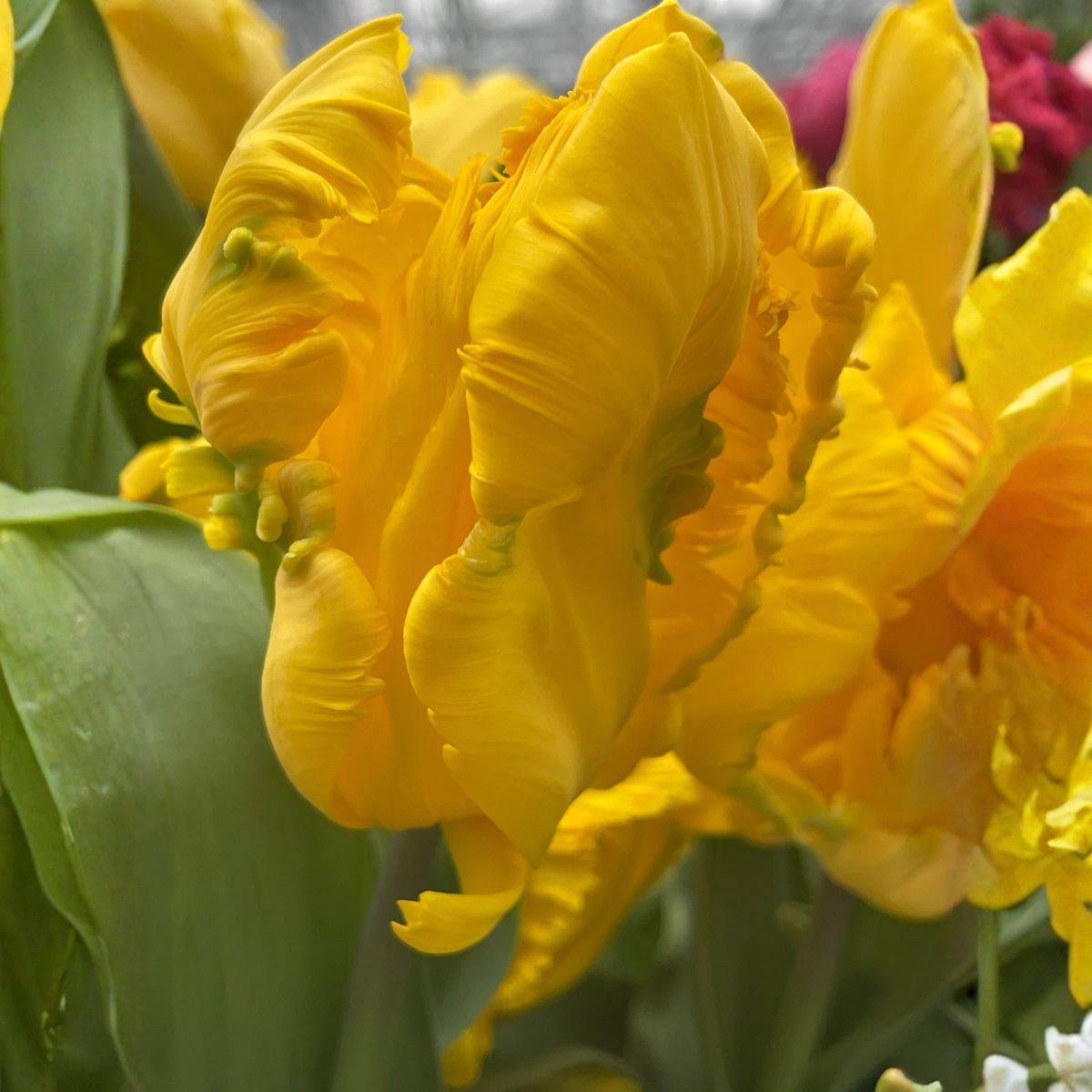 Promesse de Fleurs - Tulipe Perroquet Gold Race Bulbe calibre 11+ (par 10)