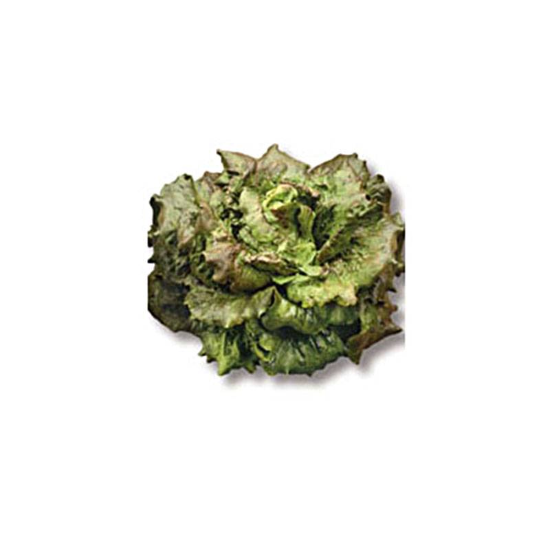 Laitue Batavia Rossia le sachet de 800 graines environ (1g)