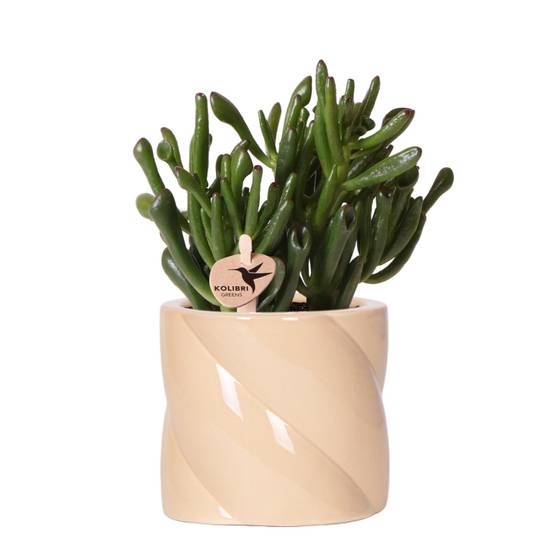 La Green Touch - Crassula Hobbit + Pot Candy Lila