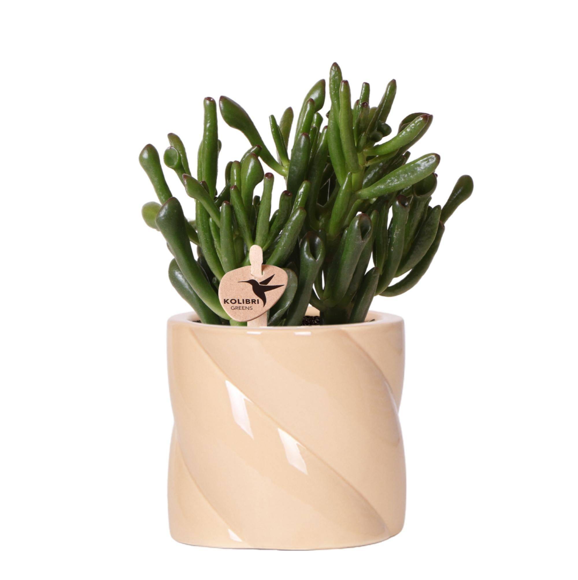 La Green Touch - Crassula Hobbit + Pot Candy Lila