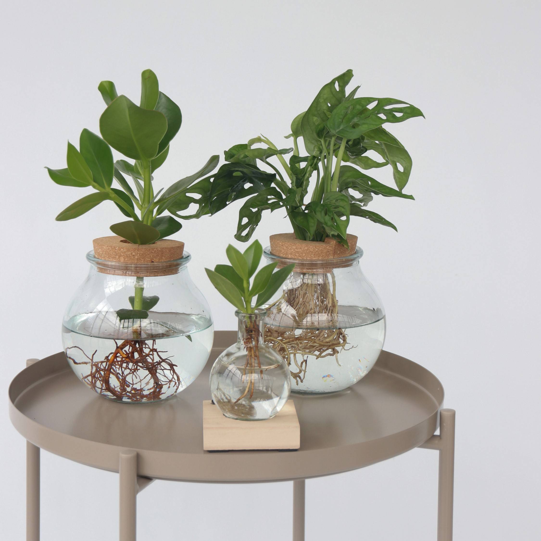 Plante à trous - Monstera adansonii 'Monkey Mask' - Hauteur 25-35cm - ⌀20cm - Image 3