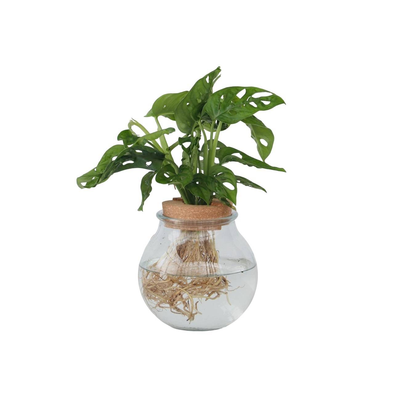 Plante à trous - Monstera adansonii 'Monkey Mask' - Hauteur 25-35cm - ⌀20cm - Image 1