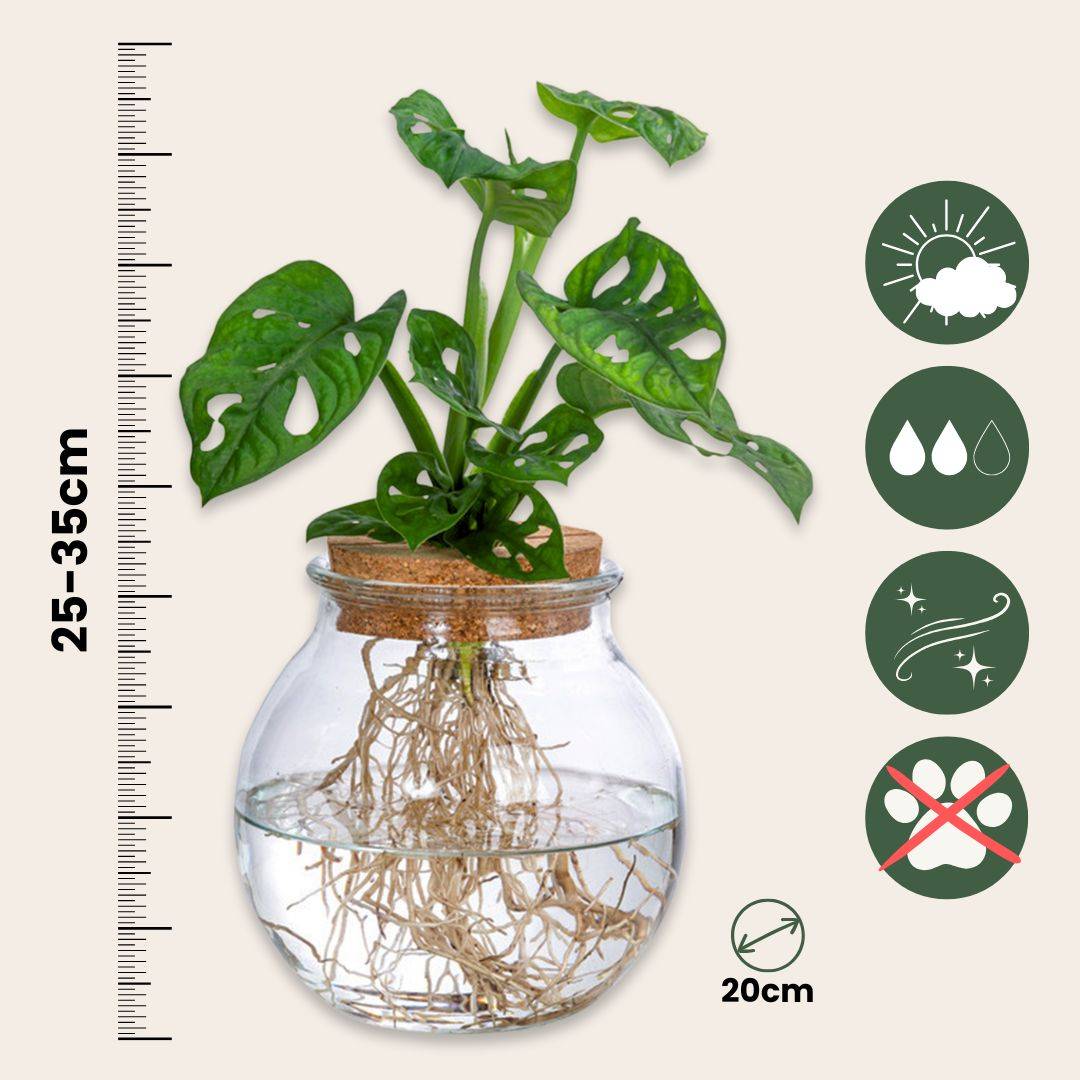 Plante à trous - Monstera adansonii 'Monkey Mask' - Hauteur 25-35cm - ⌀20cm - Image 5