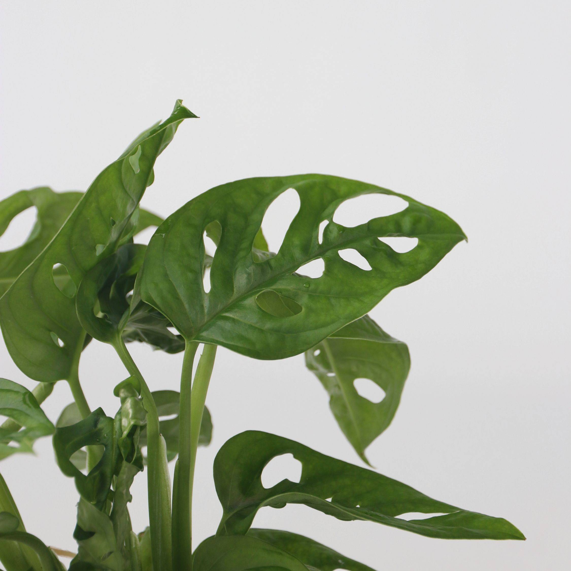 Plante à trous - Monstera adansonii 'Monkey Mask' - Hauteur 25-35cm - ⌀20cm - Image 4