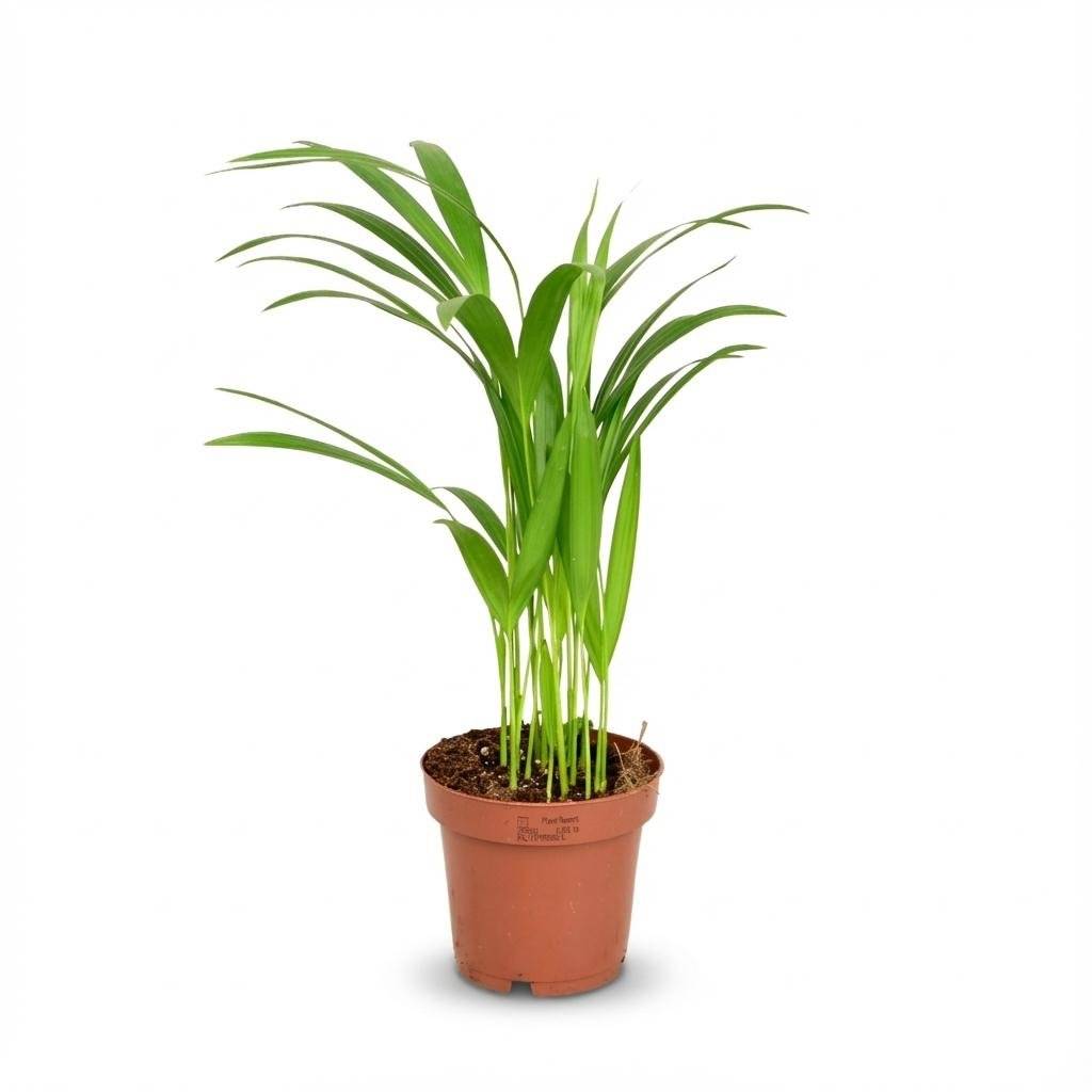 La Green Touch - Areca Dypsis Lutescens - Image 2