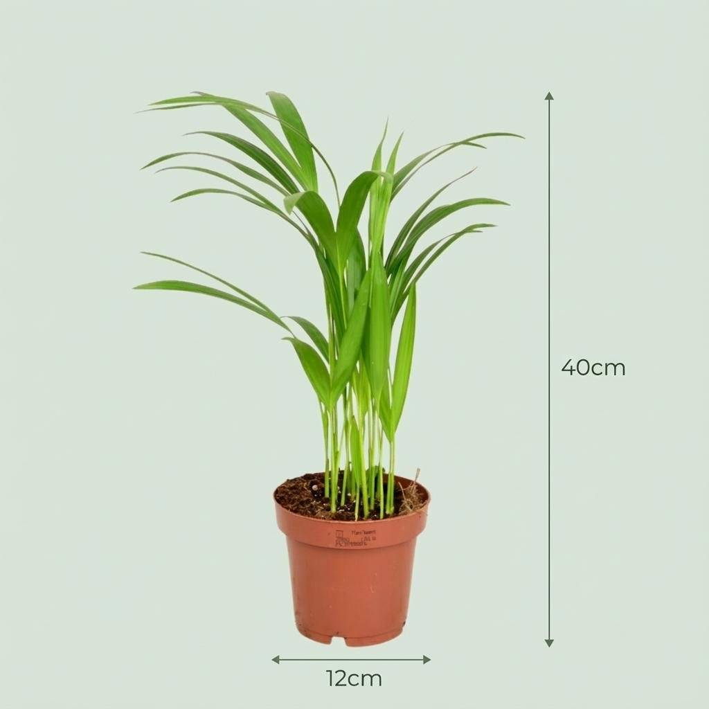 La Green Touch - Areca Dypsis Lutescens - Image 4